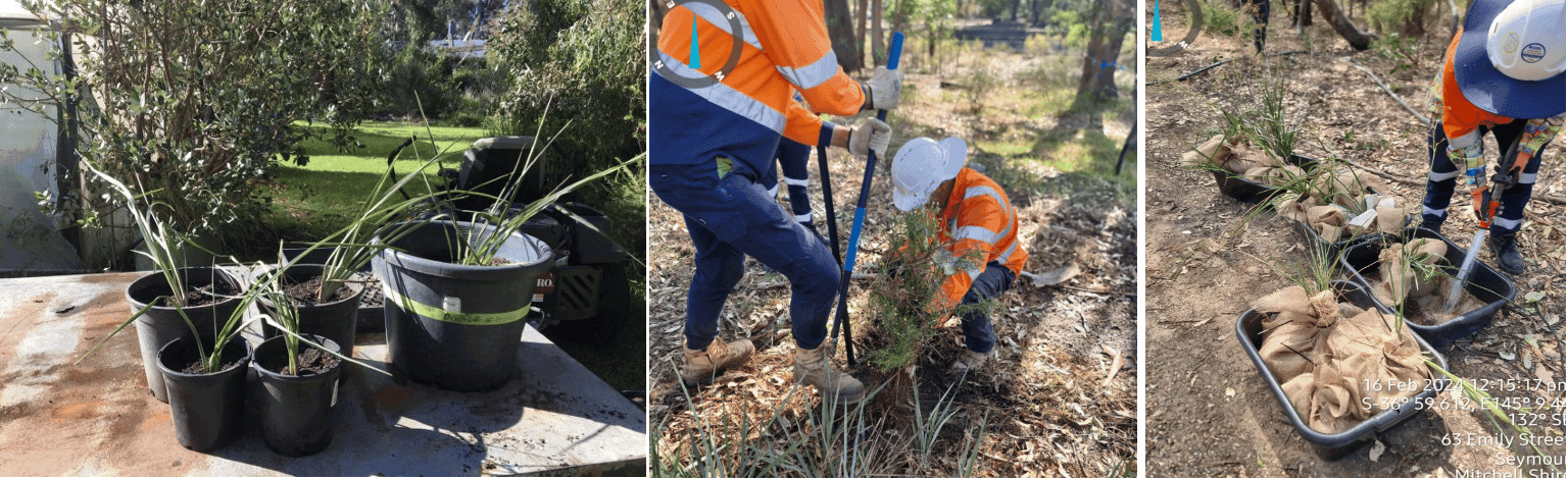 Flora Salvage, Storage and Replanting