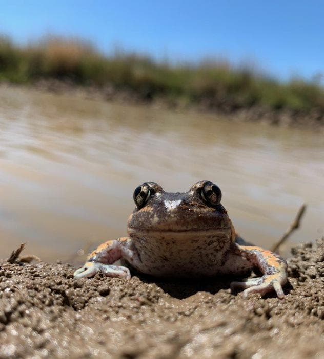 Environmental excellence — native wildlife in natural habitat